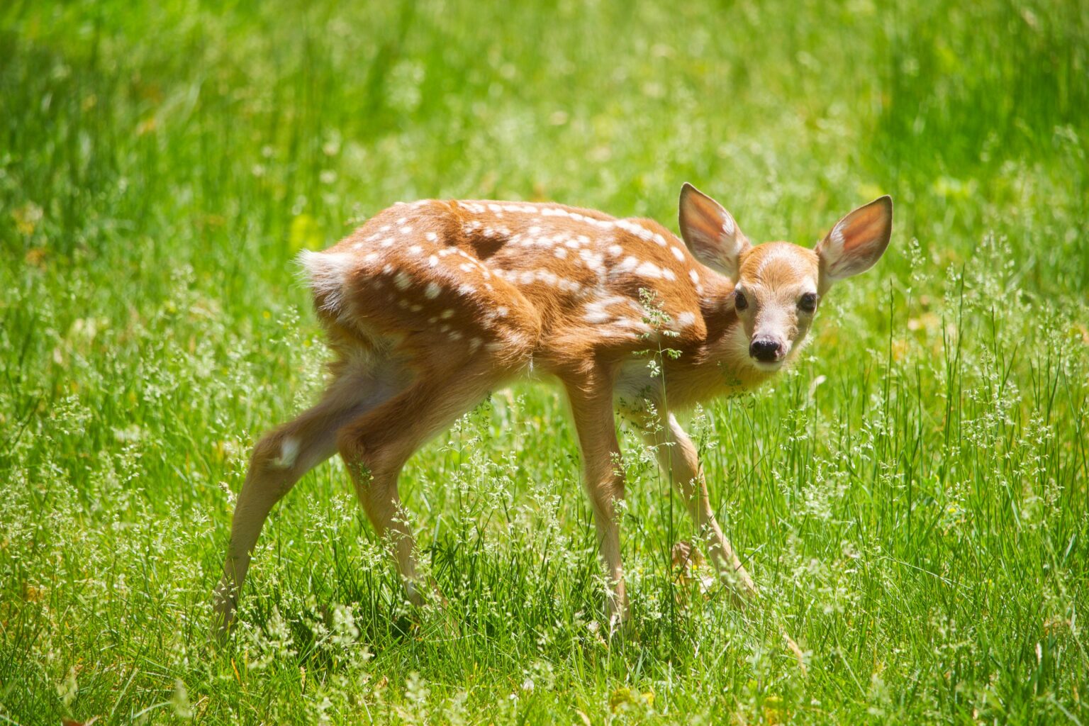 can-you-bait-deer-in-ohio-ohio-deer-hunter