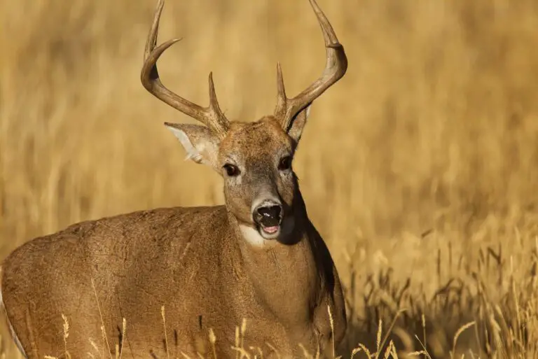 How Much Does it Cost to Deer Hunt in Ohio? Ohio Deer Hunter