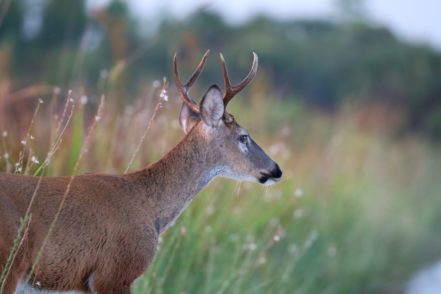 When Does Deer Season Open In Ohio For 2022? Ohio Deer Hunter