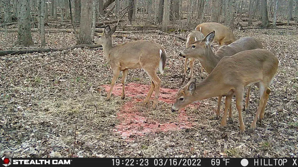 What is the Bag Limit for Deer in Ohio? Ohio Deer Hunter