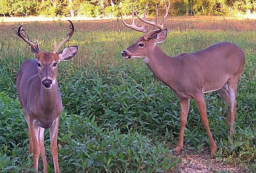 When Does Deer Season Open In Ohio For 2023? Ohio Deer Hunter